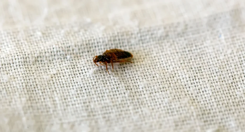 Bed bug on a bed sheet