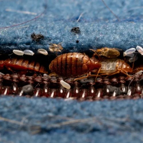 bed bugs in between mattress zipper