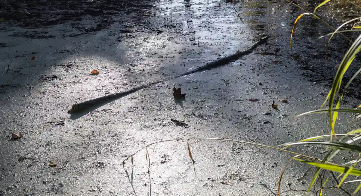branch floating in a pond in sunlight