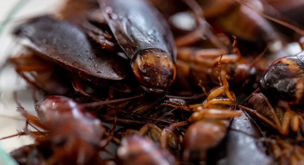 A close-up of German cockroaches