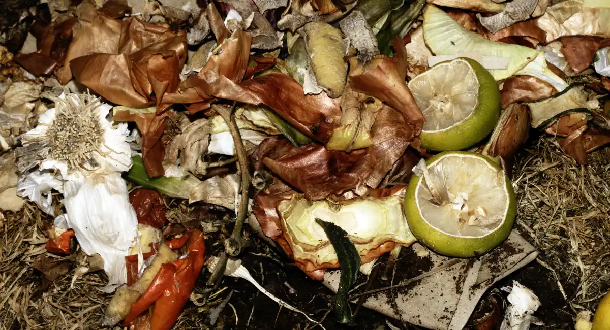 close up of rotting vegtables