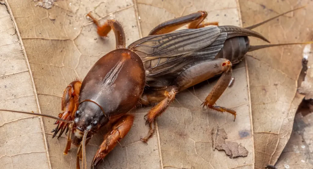 Close-up of a mole cricket on a leaf