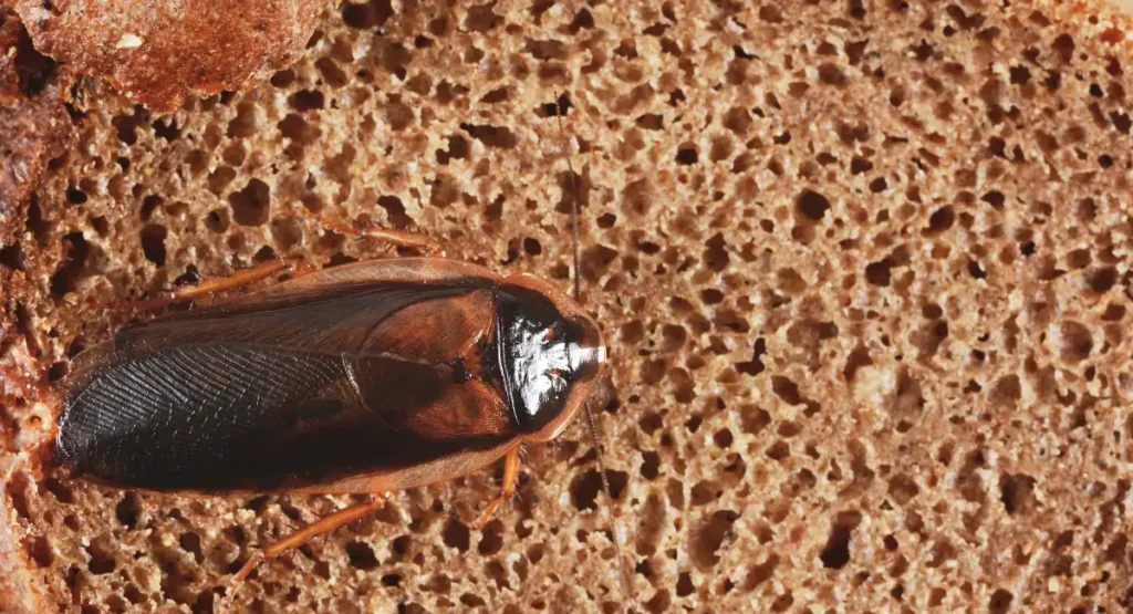 An American cockroach on bread in a kitchen