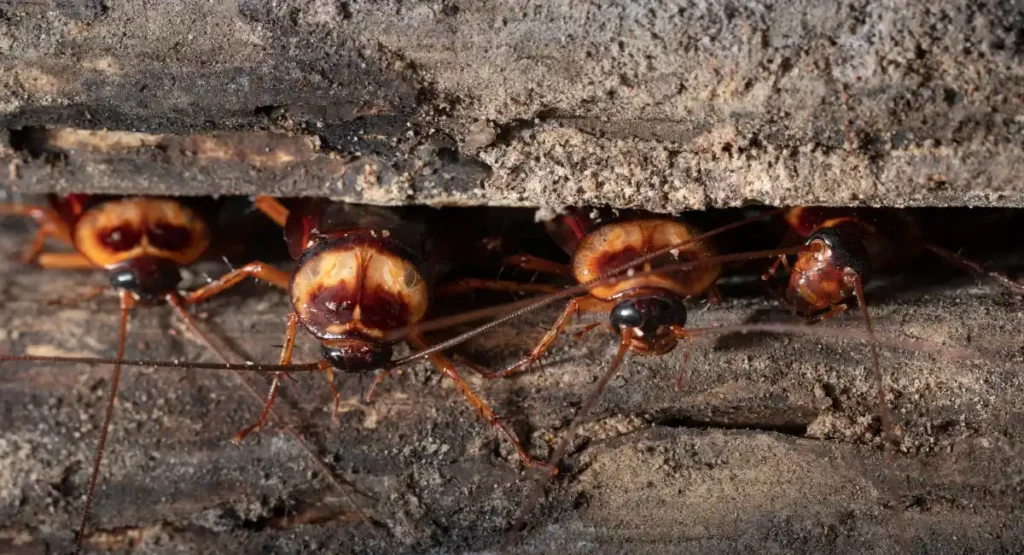 cockroach coming out of wooden bank