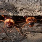 cockroach coming out of wooden bank