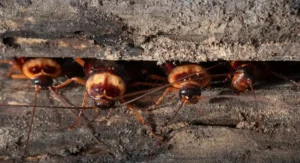 cockroach coming out of wooden bank