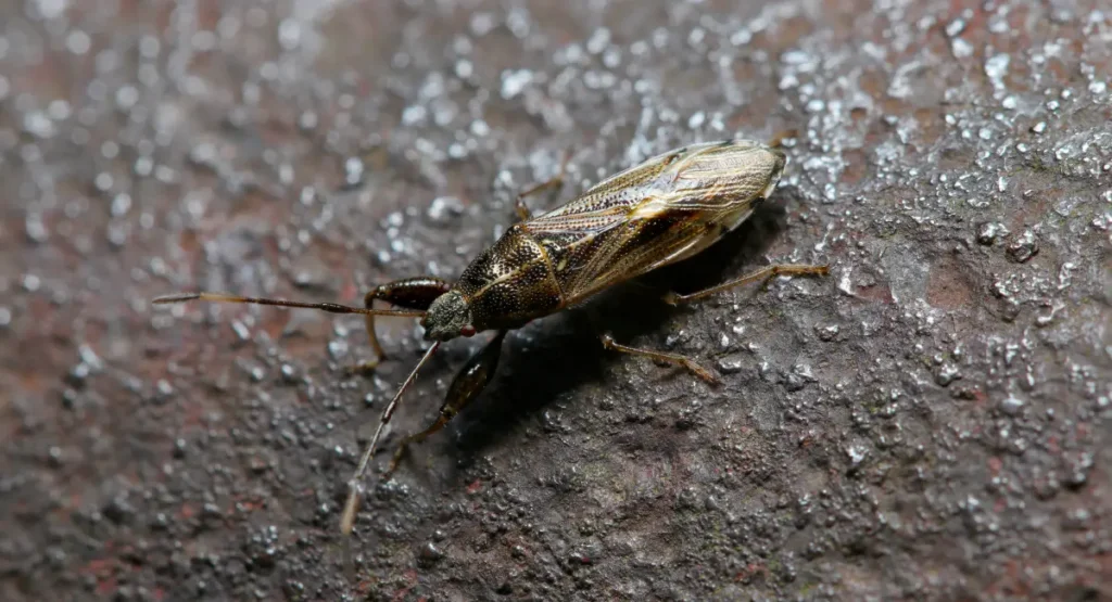 A chinch bug