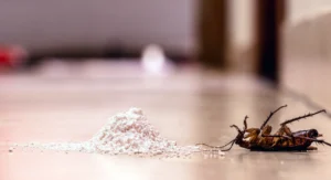 poisoned dead cockroach next to pile of boric acid powder