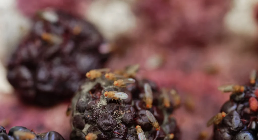 Fruit flies feasting on some blackberries