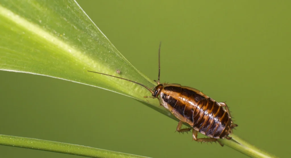 A German cockroach