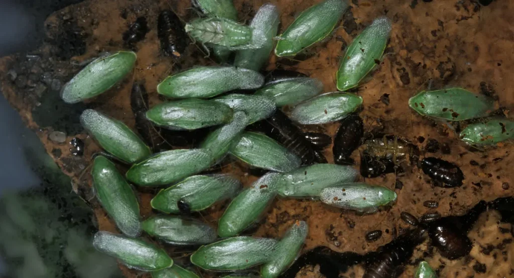A group of Cuban cockroaches