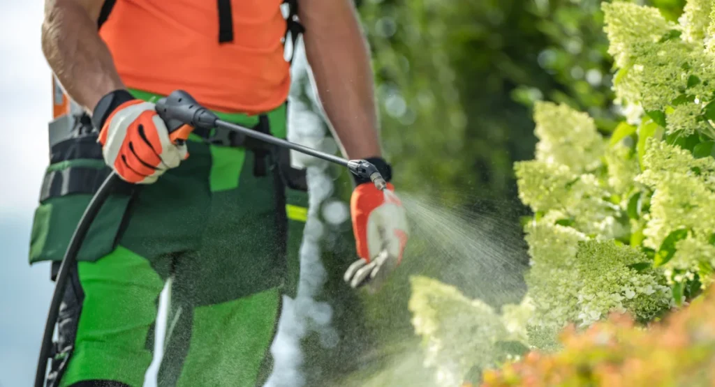A man spraying insecticide outside