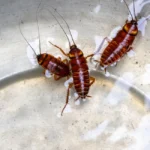 many cockroaches drowning in bowl of water