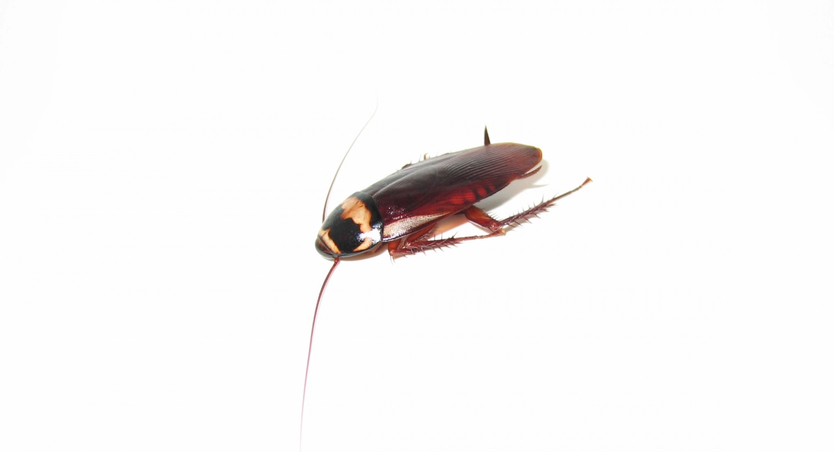 palmetto cockroach