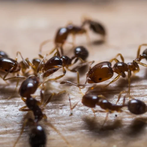 red imported fire ants in huddle