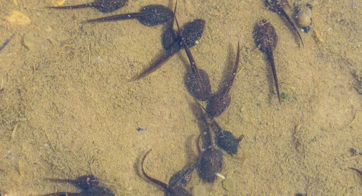 todpoles swimming in shallow water