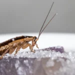 german cockroach