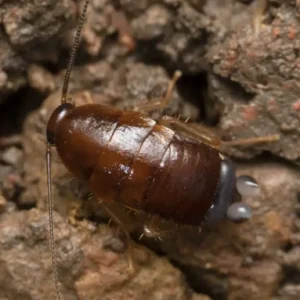 acid spraying cockroach