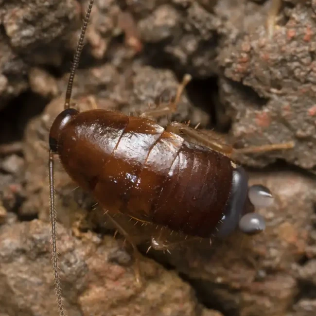 acid spraying cockroach