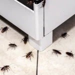 cockroach infestation in kitchen
