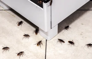 cockroach infestation in kitchen