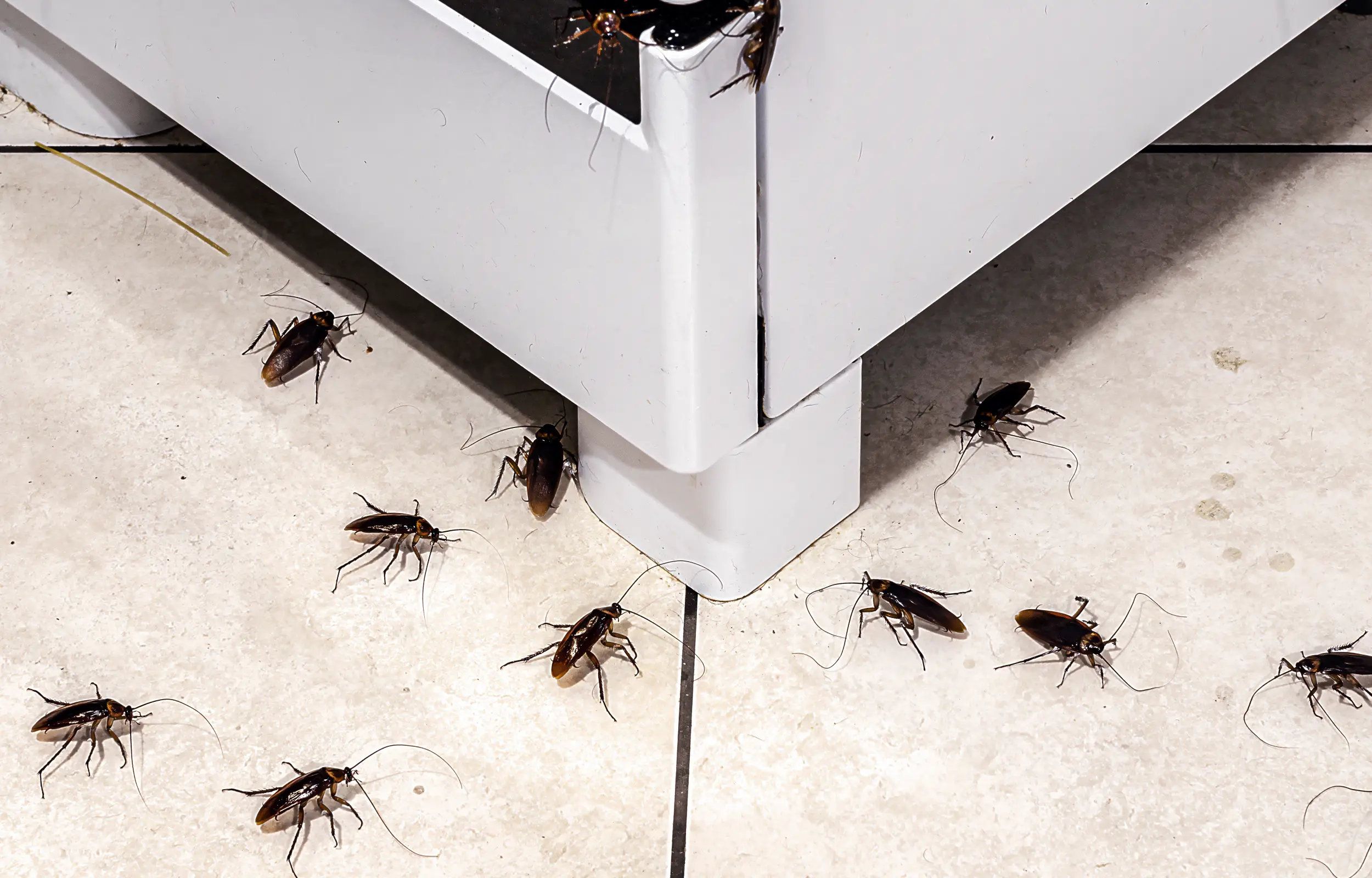 cockroach infestation in kitchen