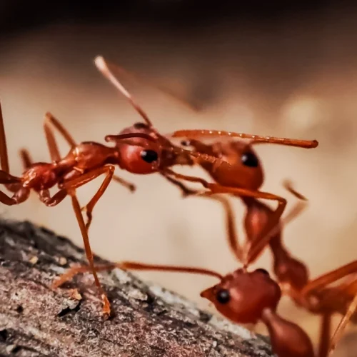 activity of a swarm of large red ants