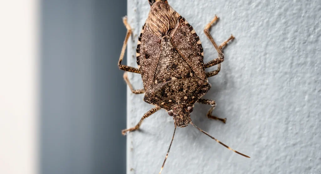 An invasive brown marmorated stink bug