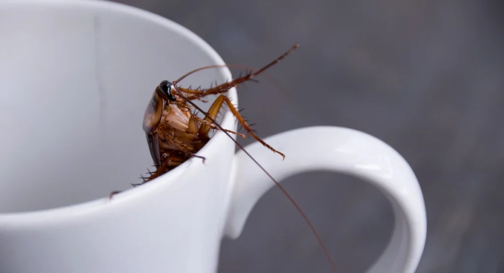 A close-up of a cockroach in a white mug