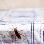 cockroach climbing on a clean bed