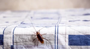 cockroach climbing on a clean bed