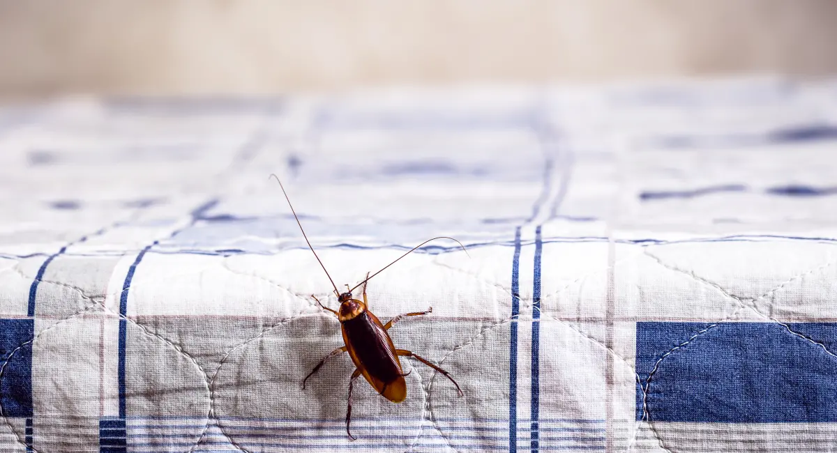 cockroach climbing on a clean bed