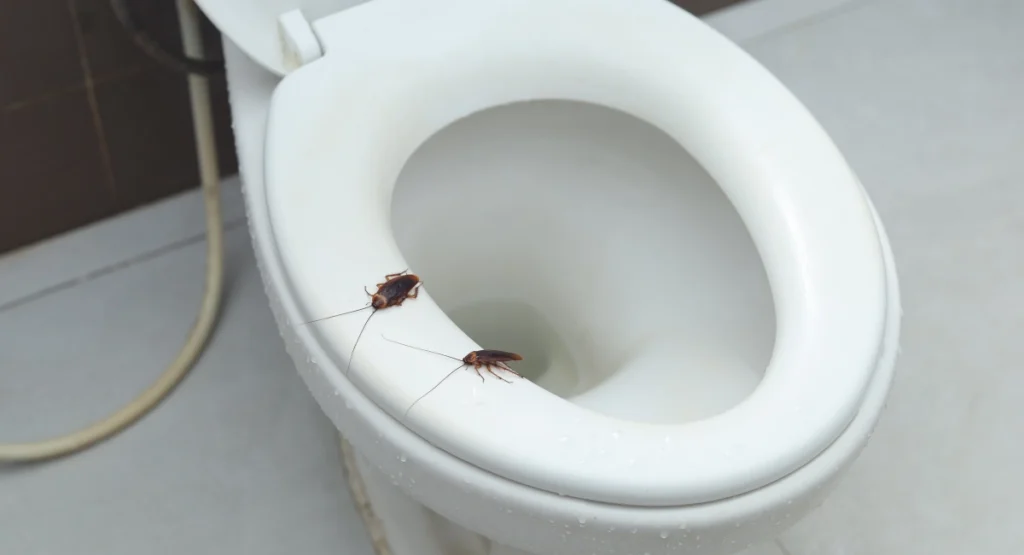 cockroaches on a white toilet seat