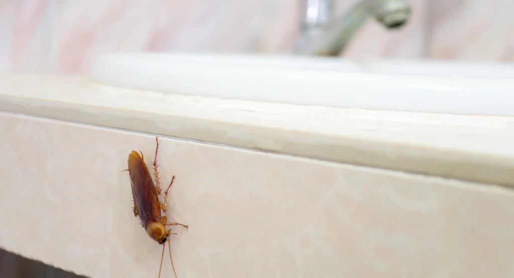 Close-up image of a cockroach in a bathroom