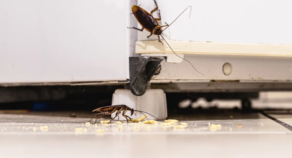 cockroach infestation inside a kitchen