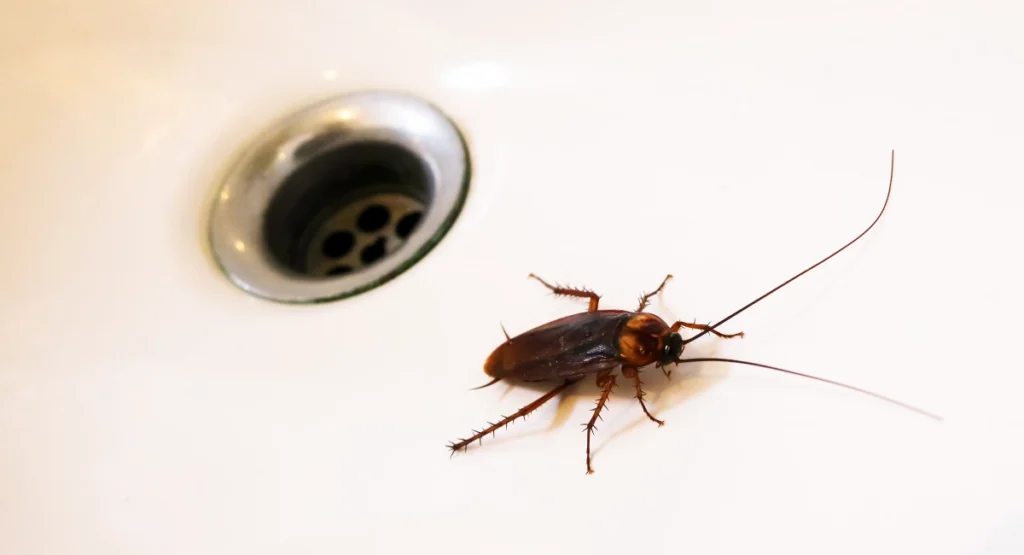 cockroach inside a sink