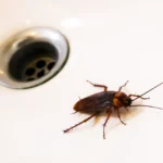 cockroach inside a sink