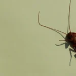 dead cockroach on a green background