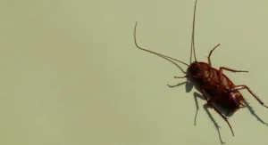 dead cockroach on a green background