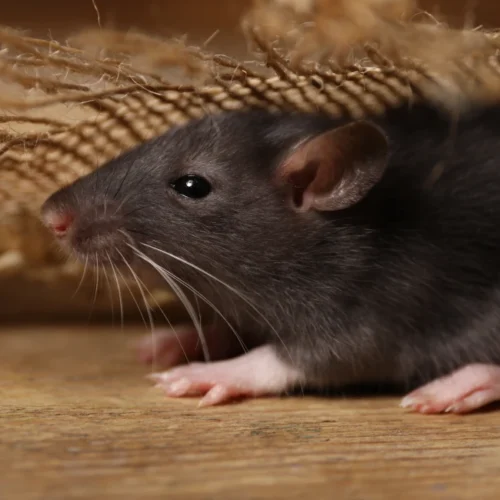 grey rat with burlap fabric on wooden surface