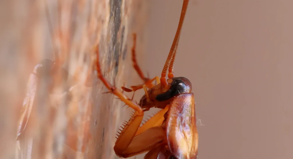 macro shot of a cockroach on granite stone
