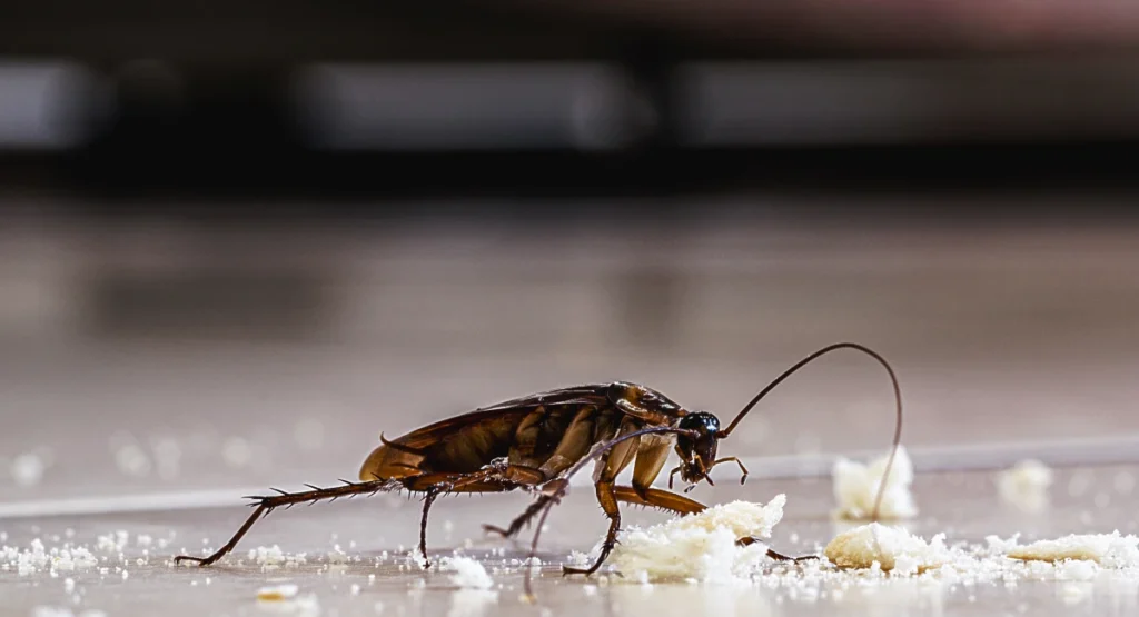 american cockroach eating crumbs on kitchen floor