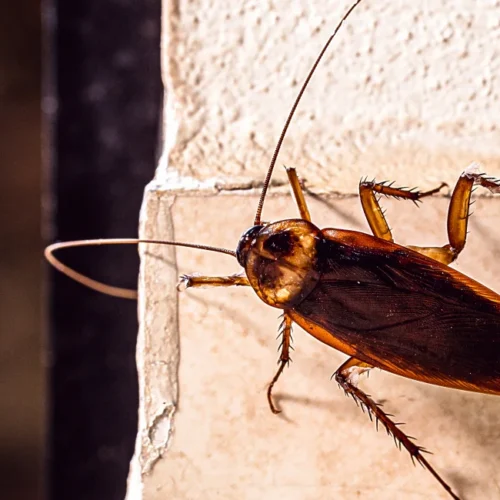 American cockroach walking across a wall