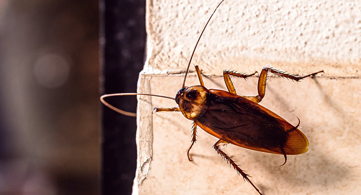 Cockroach Control in Florida