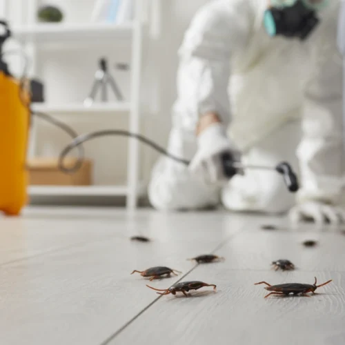 technician spraying insecticide underneath couch