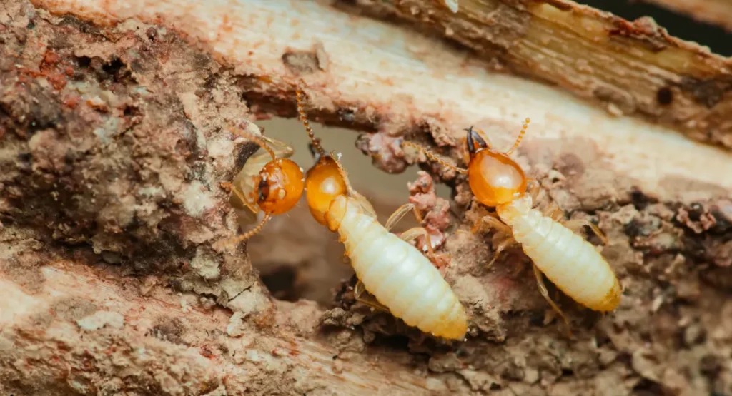 termites eating away wood close up