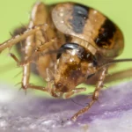 A German cockroach