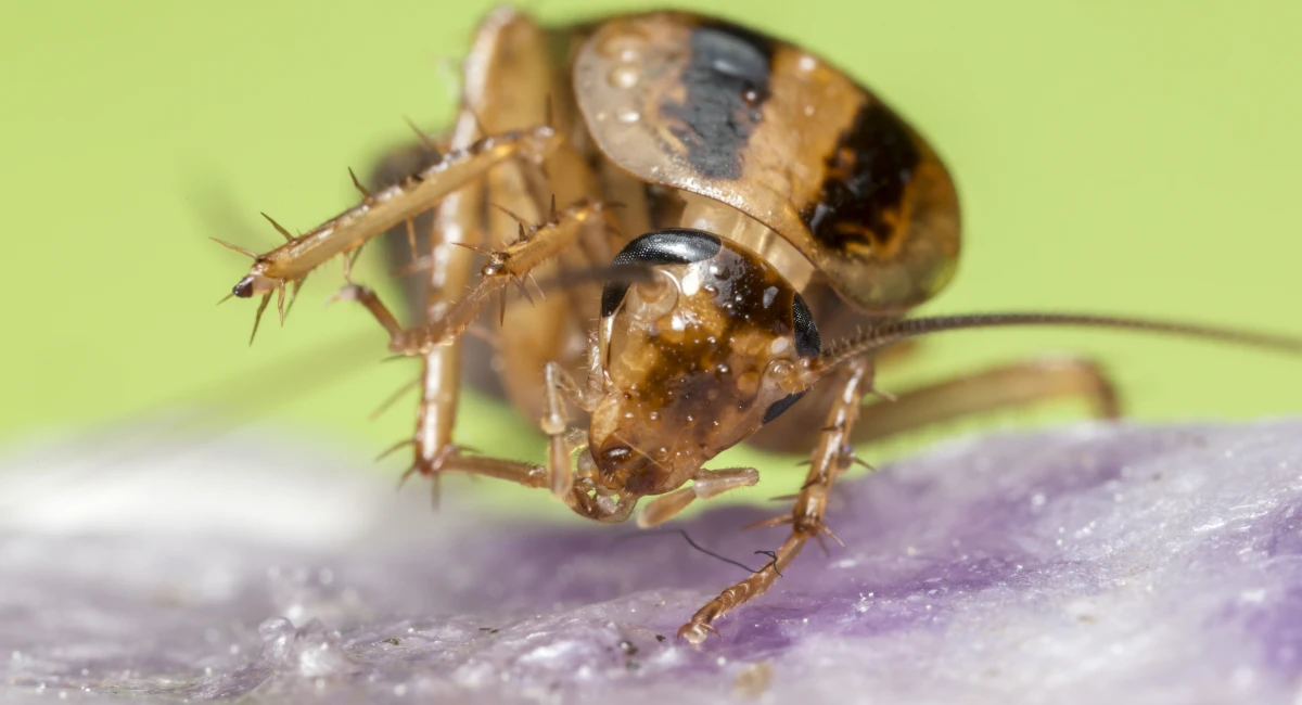 A German cockroach