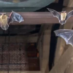 three flying bats ging away from barn