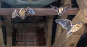 three flying bats ging away from barn